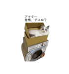LUCA(ルカ)ラグドール（個別スタンプ：3）