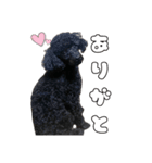 あずきの挨拶スタンプ✿︎（個別スタンプ：3）