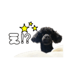 あずきの挨拶スタンプ✿︎（個別スタンプ：6）