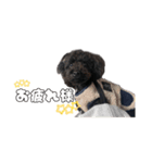 あずきの挨拶スタンプ✿︎（個別スタンプ：7）