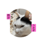 雨汐スタンプ（個別スタンプ：15）