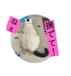 雨汐スタンプ（個別スタンプ：32）