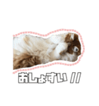 茶太郎スタンプ〜たまにあずき〜（個別スタンプ：3）