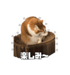 茶太郎スタンプ〜たまにあずき〜（個別スタンプ：6）