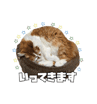 茶太郎スタンプ〜たまにあずき〜（個別スタンプ：10）