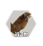 茶太郎スタンプ〜たまにあずき〜（個別スタンプ：11）