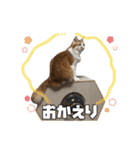 茶太郎スタンプ〜たまにあずき〜（個別スタンプ：12）
