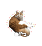 茶太郎スタンプ〜たまにあずき〜（個別スタンプ：13）