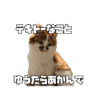 茶太郎スタンプ〜たまにあずき〜（個別スタンプ：14）