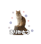茶太郎スタンプ〜たまにあずき〜（個別スタンプ：15）