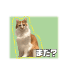 茶太郎スタンプ〜たまにあずき〜（個別スタンプ：17）