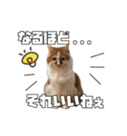 茶太郎スタンプ〜たまにあずき〜（個別スタンプ：23）