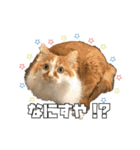 茶太郎スタンプ〜たまにあずき〜（個別スタンプ：25）