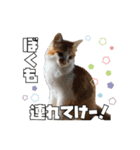 茶太郎スタンプ〜たまにあずき〜（個別スタンプ：26）