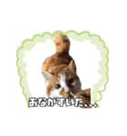 茶太郎スタンプ〜たまにあずき〜（個別スタンプ：28）