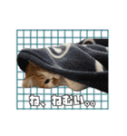 茶太郎スタンプ〜たまにあずき〜（個別スタンプ：29）