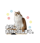 茶太郎スタンプ〜たまにあずき〜（個別スタンプ：30）