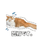 茶太郎スタンプ〜たまにあずき〜（個別スタンプ：31）