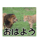 動物園の仲間たち(ライオン)（個別スタンプ：1）