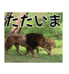 動物園の仲間たち(ライオン)（個別スタンプ：4）