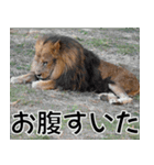 動物園の仲間たち(ライオン)（個別スタンプ：16）