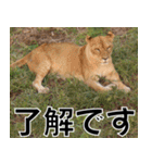動物園の仲間たち(ライオン)（個別スタンプ：23）