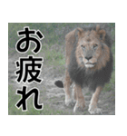 動物園の仲間たち(ライオン)（個別スタンプ：25）