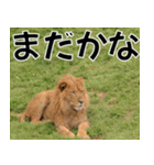 動物園の仲間たち(ライオン)（個別スタンプ：28）