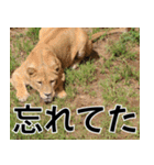 動物園の仲間たち(ライオン)（個別スタンプ：31）