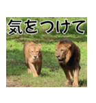 動物園の仲間たち(ライオン)（個別スタンプ：34）
