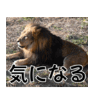 動物園の仲間たち(ライオン)（個別スタンプ：36）