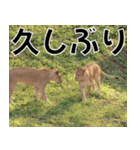 動物園の仲間たち(ライオン)（個別スタンプ：39）