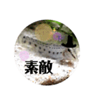 可愛いシマドジョウ10（個別スタンプ：5）