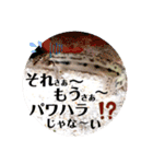 可愛いシマドジョウ10（個別スタンプ：19）