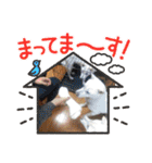 紀州犬ユキちゃんありがとう♡（個別スタンプ：6）