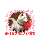 紀州犬ユキちゃんありがとう♡（個別スタンプ：13）