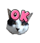 ねろねこ（個別スタンプ：1）