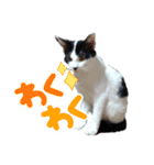 ねろねこ（個別スタンプ：3）