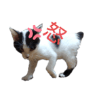 ねろねこ（個別スタンプ：5）