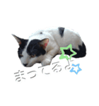 ねろねこ（個別スタンプ：7）