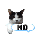 ねろねこ（個別スタンプ：9）