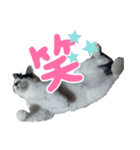 ねろねこ（個別スタンプ：10）