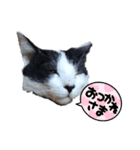 ねろねこ（個別スタンプ：11）