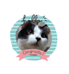 ねろねこ（個別スタンプ：12）