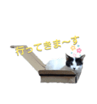 ねろねこ（個別スタンプ：13）