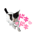 ねろねこ（個別スタンプ：14）