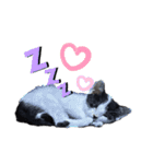 ねろねこ（個別スタンプ：15）
