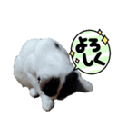 ねろねこ（個別スタンプ：16）