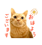 茶トラ 猫 あいさつ スタンプ（個別スタンプ：1）