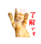 茶トラ 猫 あいさつ スタンプ（個別スタンプ：2）